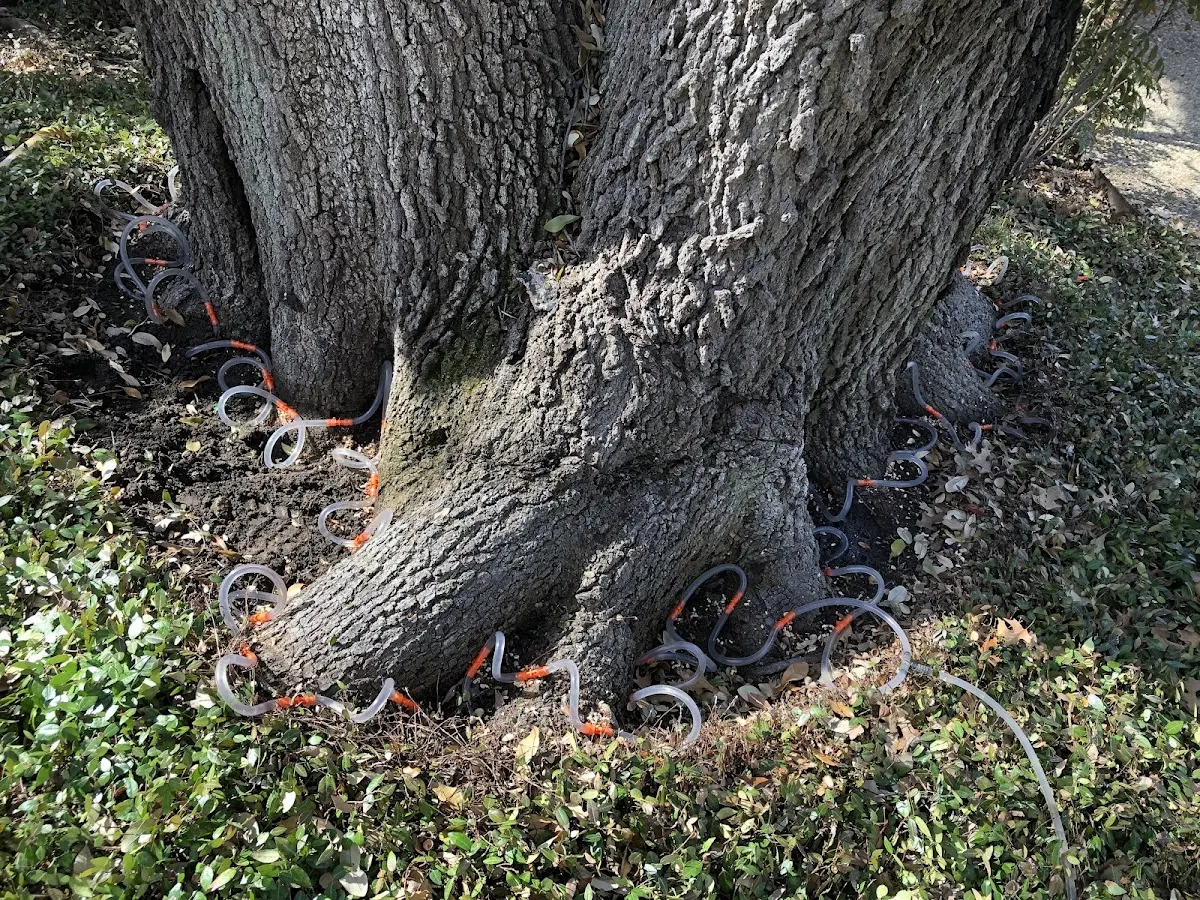 Detailed Tree Cabling and Bracing job site in Big Falls