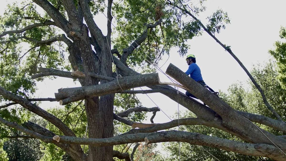 Professional Crown Thinning performed by certified arborists in Big Falls